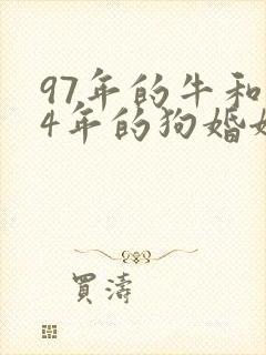 97年的牛和94年的狗婚姻如何封面