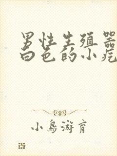 男性生殖器上长白色的小疙瘩封面