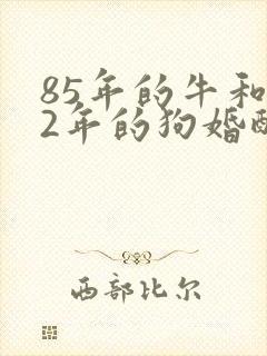 85年的牛和82年的狗婚配好不好封面