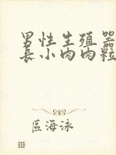 男性生殖器周围长小肉肉粒