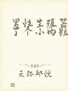 男性生殖器上长了个小肉粒