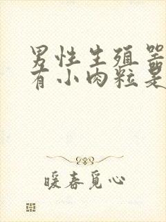 男性生殖器里面有小肉粒是怎么回事