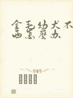 金毛幼犬不吃东西怎么办