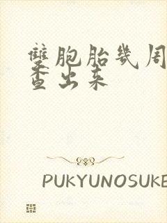 双胞胎几周可以查出来