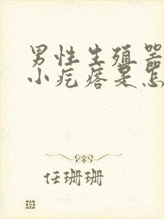 男性生殖器根部小疙瘩是怎么回事封面