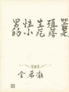 男性生殖器上长的小疙瘩是什么