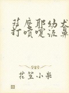 萨摩耶幼犬咳嗽打喷嚏流鼻涕会死吗