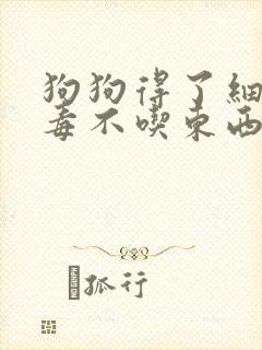 狗狗得了细小病毒不吃东西怎么办