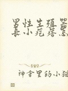 男性生殖器上面长小疙瘩怎么回事