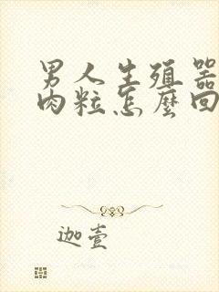 男人生殖器一颗肉粒怎么回事