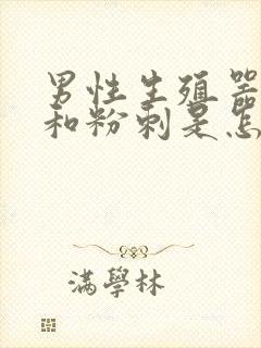 男性生殖器张了和粉刺是怎么回事