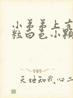 小弟弟上有一粒粒白色小颗粒