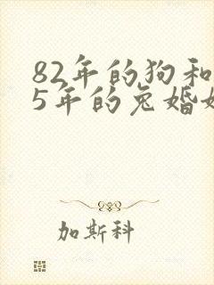82年的狗和75年的兔婚姻状况