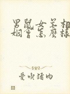 男鼠女羊相配婚姻会怎么样封面