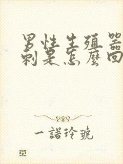 男性生殖器起粉刺是怎么回事封面