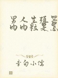 男人生殖器长了肉肉粒是怎么回事