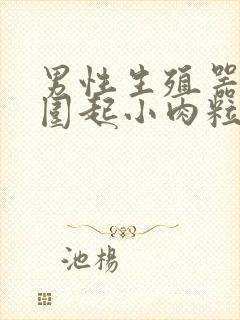 男性生殖器口周围起小肉粒