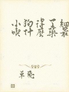 小狗得了细小病吃什么药最有效