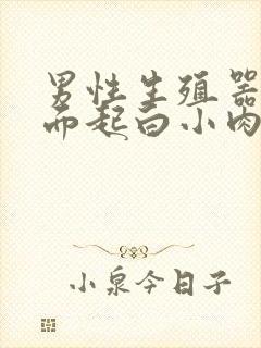 男性生殖器口外面起白小肉粒