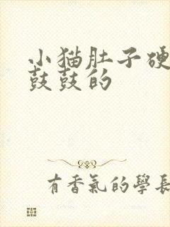 小猫肚子硬硬的鼓鼓的