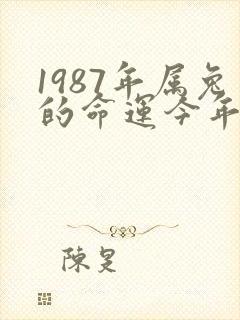 1987年属兔的命运今年如何
