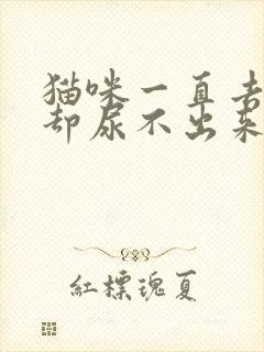 猫咪一直去厕所却尿不出来