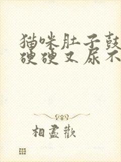 猫咪肚子鼓鼓的硬硬又尿不出怎么回事