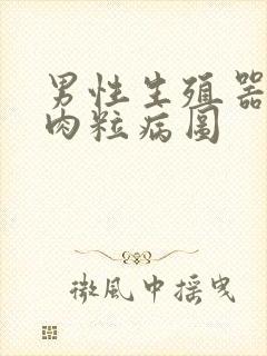 男性生殖器长小肉粒病图封面