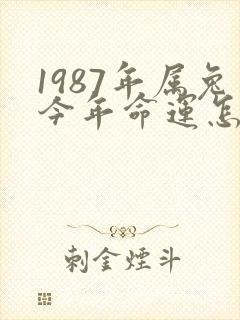 1987年属兔今年命运怎么样啊