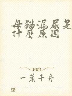 母猫漏尿是因为什么原因