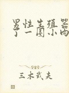 男性生殖器上长了一圈小肉粒