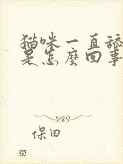 猫咪一直舔尿处是怎么回事