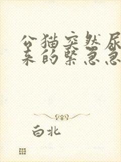 公猫突然尿不出来的紧急急救法