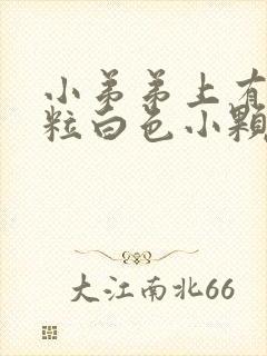 小弟弟上有一粒粒白色小颗粒