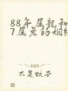 88年属龙和87属兔的姻缘怎样