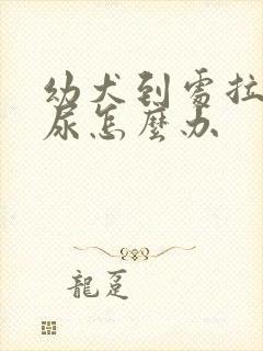 幼犬到处拉屎拉尿怎么办