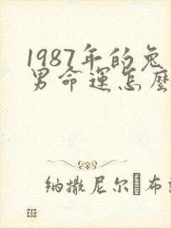 1987年的兔男命运怎么样