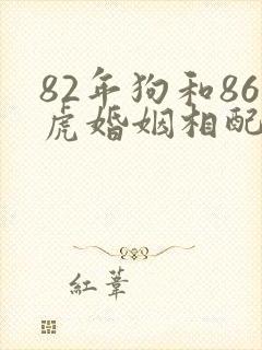82年狗和86虎婚姻相配吗