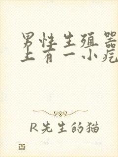 男性生殖器上面上有一小疙瘩