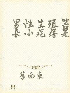 男性生殖器上面长小疙瘩是怎么回事