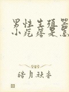 男性生殖器根部小疙瘩是怎么回事