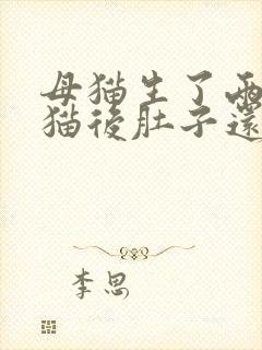 母猫生了两只小猫后肚子还鼓鼓的