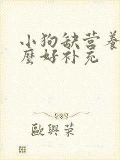 小狗缺营养吃什么好补充封面