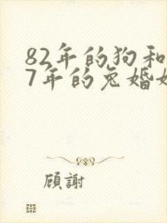82年的狗和87年的兔婚姻怎么样
