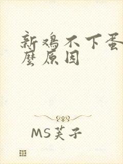 新鸡不下蛋是什么原因