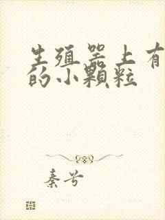 生殖器上有白色的小颗粒