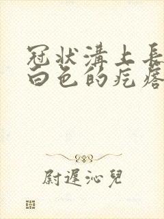 冠状沟上长一排白色的疙瘩