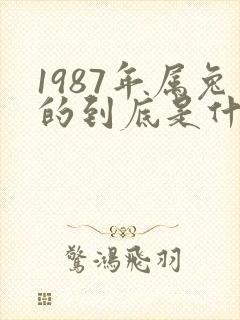 1987年属兔的到底是什么命封面
