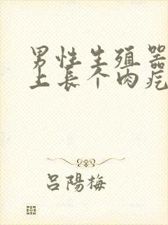 男性生殖器上面上长个肉疙瘩