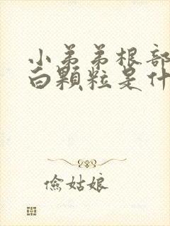 小弟弟根部长的白颗粒是什么